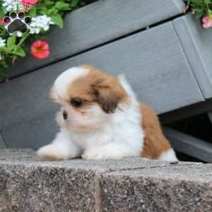 Ragety Ann, Teddy Bear Puppy